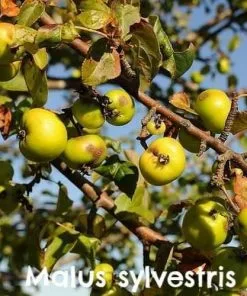 Future Forests Hedging Permaculture Hedge Mix