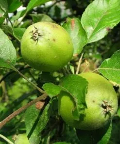 Future Forests Malus Sylvestris - Crabapple Permaculture Hedge Mix
