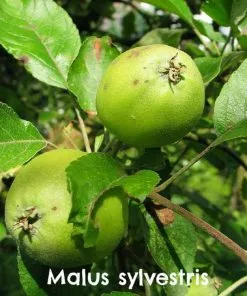 Future Forests Hedging Native Wildlife Fruiting Hedge Mix