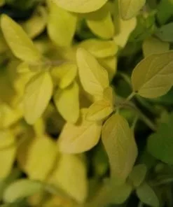 Future Forests Marjoram, Golden Herbs