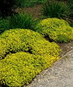 Future Forests Marjoram, Golden Herbs
