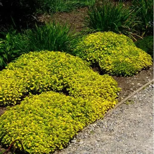 Future Forests Marjoram, Golden Herbs 4 Future Forests Marjoram, Golden Herbs