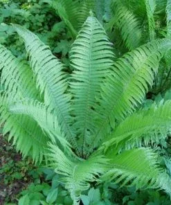 Future Forests More Matteuccia Struthiopteris