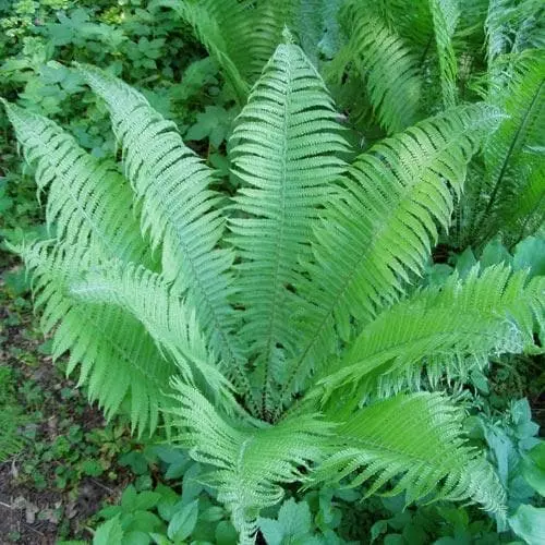 Future Forests More Matteuccia Struthiopteris 3 Future Forests More Matteuccia Struthiopteris