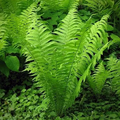 Future Forests More Matteuccia Struthiopteris 5 Future Forests More Matteuccia Struthiopteris