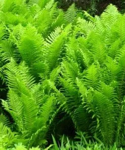 Future Forests More Matteuccia Struthiopteris 11 Future Forests More Matteuccia Struthiopteris