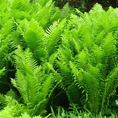 Future Forests More Matteuccia Struthiopteris 4 Future Forests More Matteuccia Struthiopteris