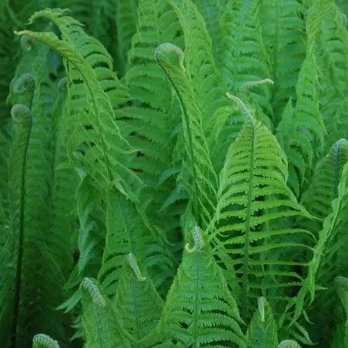 Future Forests More Matteuccia Struthiopteris 7 Future Forests More Matteuccia Struthiopteris