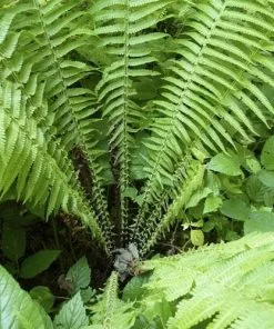 Future Forests More Matteuccia Struthiopteris 15 Future Forests More Matteuccia Struthiopteris