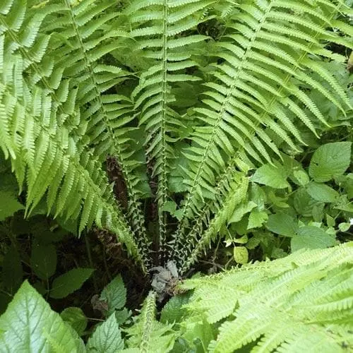 Future Forests More Matteuccia Struthiopteris 8 Future Forests More Matteuccia Struthiopteris