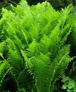 Future Forests More Matteuccia Struthiopteris 16 Future Forests More Matteuccia Struthiopteris