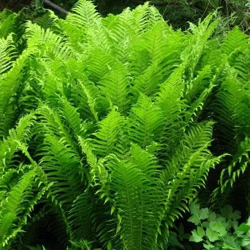 Future Forests More Matteuccia Struthiopteris 9 Future Forests More Matteuccia Struthiopteris