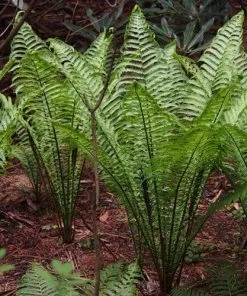 Future Forests More Matteuccia Struthiopteris 13 Future Forests More Matteuccia Struthiopteris