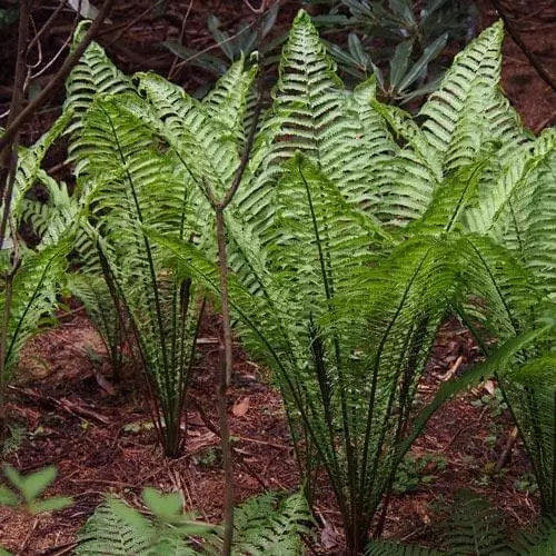 Future Forests More Matteuccia Struthiopteris 6 Future Forests More Matteuccia Struthiopteris