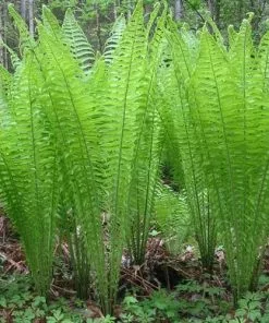 Future Forests More Matteuccia Struthiopteris 17 Future Forests More Matteuccia Struthiopteris