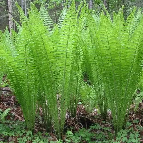 Future Forests More Matteuccia Struthiopteris 10 Future Forests More Matteuccia Struthiopteris