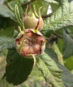 Future Forests Medlar Nottingham Fruit 9 Future Forests Medlar Nottingham Fruit