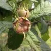 Future Forests Medlar Brabant Giant Fruit