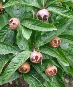 Future Forests Medlar Nottingham Fruit