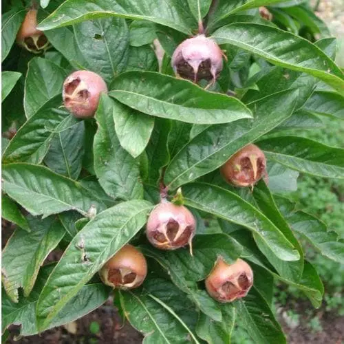 Future Forests Medlar Nottingham Fruit 4 Future Forests Medlar Nottingham Fruit