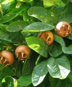 Future Forests Medlar Nottingham Fruit 8 Future Forests Medlar Nottingham Fruit