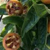 Future Forests Medlar Nottingham Fruit