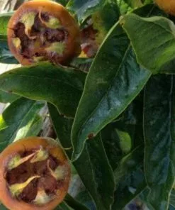 Future Forests Medlar Brabant Giant Fruit 8 Future Forests Medlar Brabant Giant Fruit