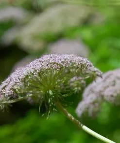 Future Forests Melanoselinum Decipiens