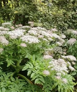 Future Forests Melanoselinum Decipiens