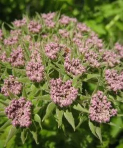 Future Forests Melanoselinum Decipiens