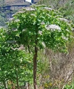Future Forests Melanoselinum Decipiens