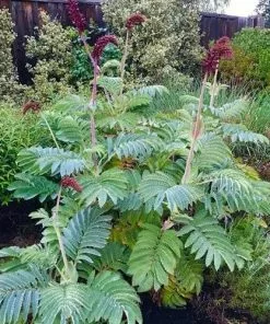 Future Forests Melianthus Major Shrubs