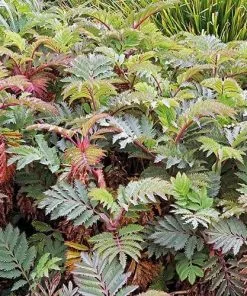 Future Forests Melianthus Major Shrubs 10 Future Forests Melianthus Major Shrubs