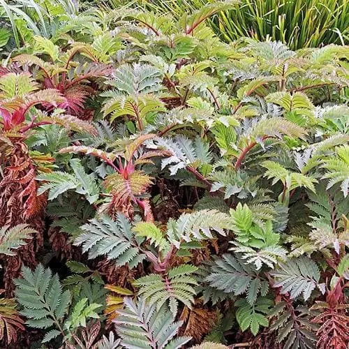 Future Forests Melianthus Major Shrubs 5 Future Forests Melianthus Major Shrubs