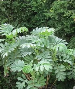 Future Forests Melianthus Major Shrubs 11 Future Forests Melianthus Major Shrubs