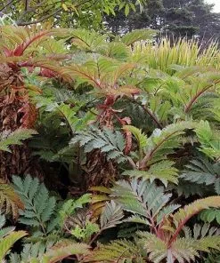Future Forests Melianthus Major Shrubs 13 Future Forests Melianthus Major Shrubs