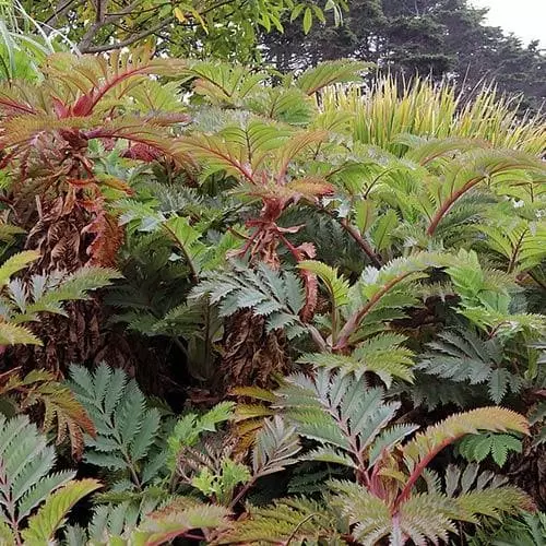 Future Forests Melianthus Major Shrubs 8 Future Forests Melianthus Major Shrubs