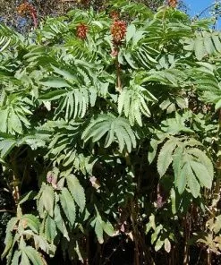 Future Forests Melianthus Major Shrubs 12 Future Forests Melianthus Major Shrubs