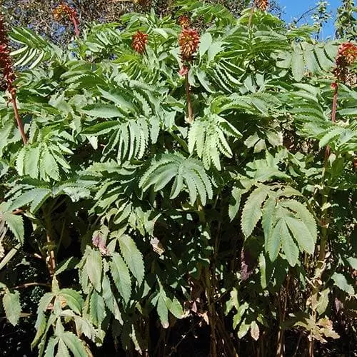 Future Forests Melianthus Major Shrubs 7 Future Forests Melianthus Major Shrubs