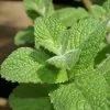 Future Forests Herbs Mint, Apple Mint