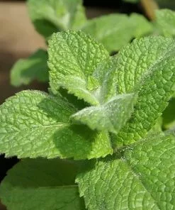 Future Forests Herbs Mint, Apple Mint