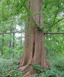 Future Forests Metasequoia Glyptrostroboides Gold Rush All Conifers