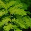 Future Forests Metasequoia Glyptrostroboides Gold Rush All Conifers