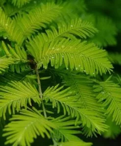 Future Forests Metasequoia Glyptrostroboides Gold Rush All Conifers