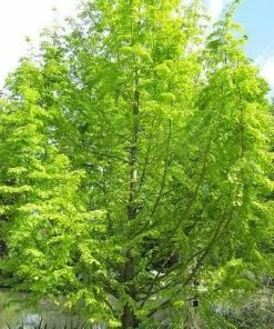 Future Forests Metasequoia Glyptrostroboides Gold Rush All Conifers