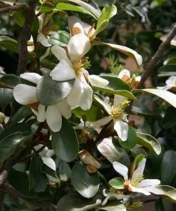 Future Forests Magnolia Laevifolia (Michelia Yunnanensis) Trees