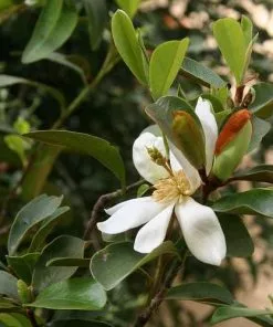 Future Forests Magnolia Laevifolia (Michelia Yunnanensis) Trees