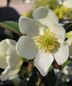 Future Forests Magnolia Laevifolia (Michelia Yunnanensis) Trees