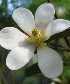 Future Forests Magnolia Laevifolia (Michelia Yunnanensis) Trees
