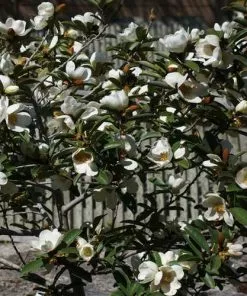 Future Forests Magnolia Laevifolia (Michelia Yunnanensis) Trees